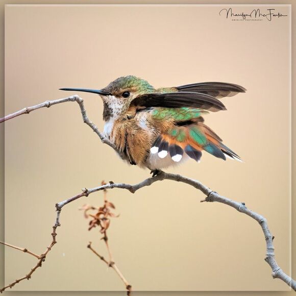 Who doesn't love Hummies?! - Picture 14 of 16